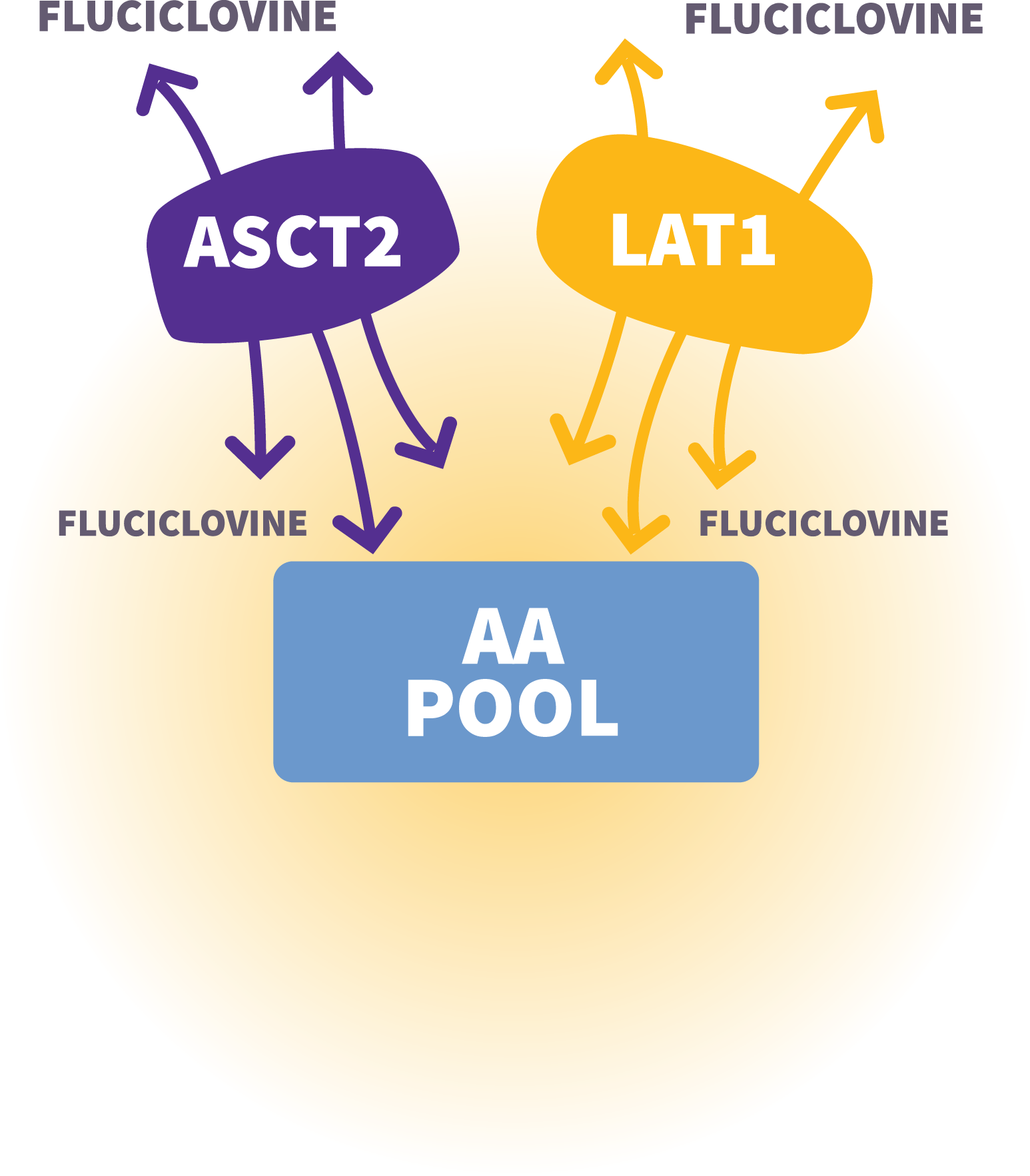 Graphic illustrating the Axumin mechanism of action